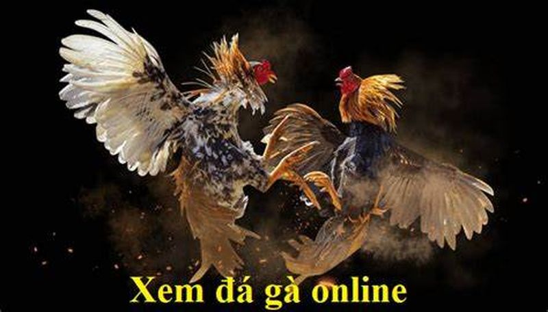 Đá gà online tại KBET